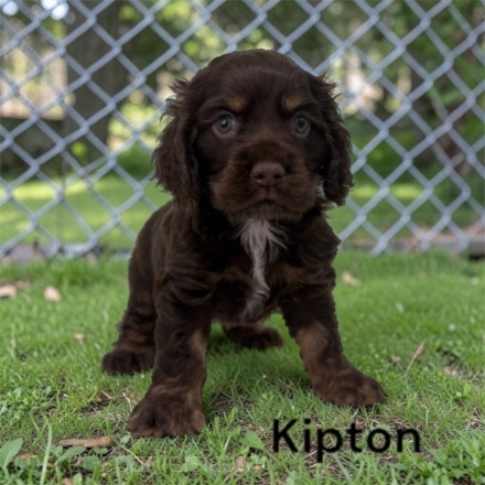 puppy, for, sale, Cocker Spaniel, Joe & Cherri  Overlease, dog, breeder, Miller, MO, dog-breeder, puppy-for-sale, forsale, nearby, find, puppyfind, locator, puppylocator, aca